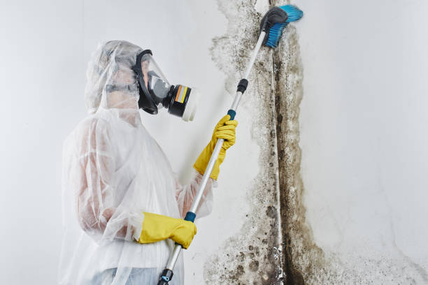 Best Residential Mold Remediation in Pinecrest, FL