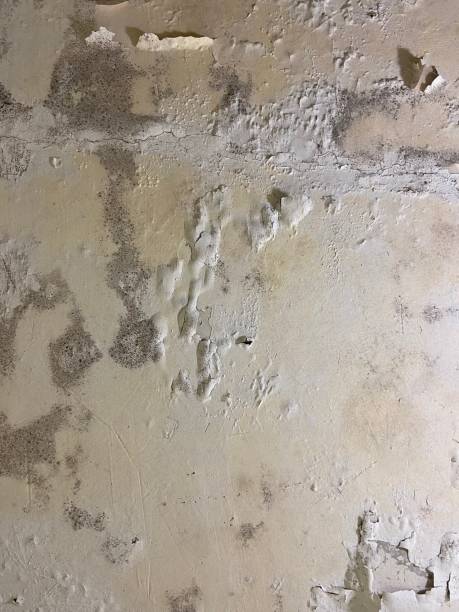 Best White Mold Remediation in Pinecrest, FL